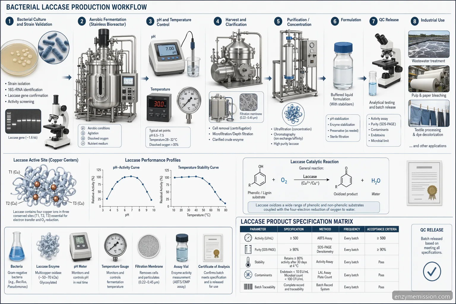 laccase enzyme production from bacteria workflow showing fermentation, purification, activity curves, and QC checks
